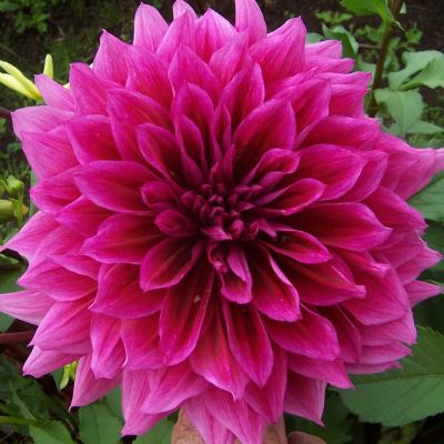 Георгина Империал Пэлас Георгина Империал Пэлас фото