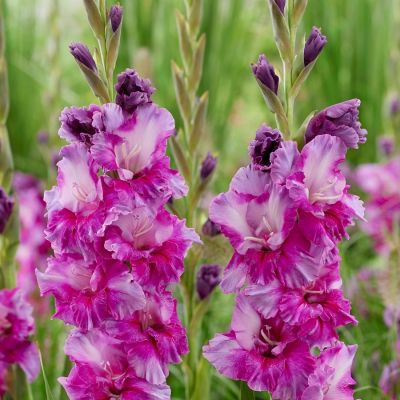 Гладиолус Фиолетовое искусство Гладиолус Фиолетовое искусство - Dolina-Sad.Ru