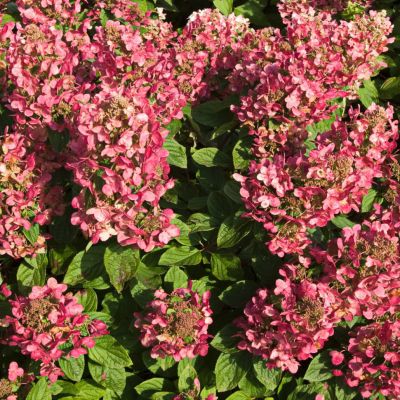 Гортензия метельчатая Мэджикал Файер - Dolina-Sad.Ru
