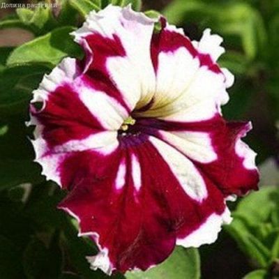 Петуния Грандифлора Кан Кан бургунди фото