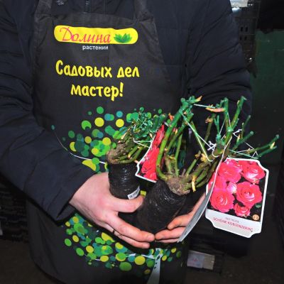 Роза Шёне Кобленцерин Роза Шёне Кобленцерин фото