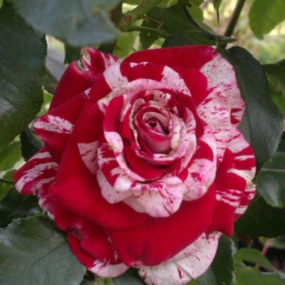 Роза Рок-н-Ролл Роза Рок-н-Ролл фото