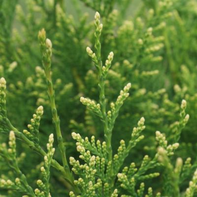 Туя западная Голден Тип Туя западная Голден Тип - Dolina-Sad.Ru