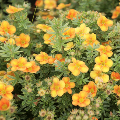 Лапчатка кустарниковая Манго Танго Лапчатка кустарниковая Манго Танго фото