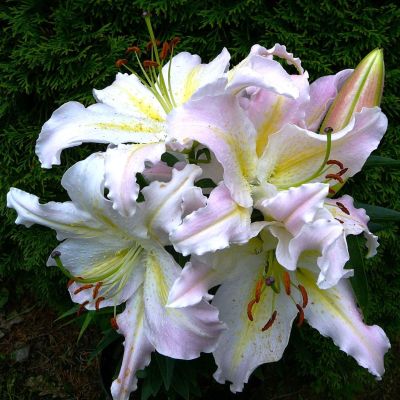 Лилия Бамако 2 шт Лилия Бамако 2 шт фото