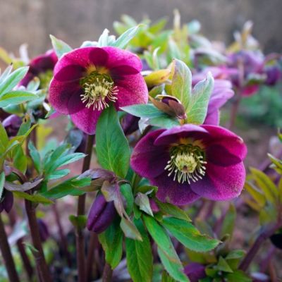 Микс Морозников фото