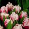 Тюльпан Мелроуз Тюльпан Мелроуз фото