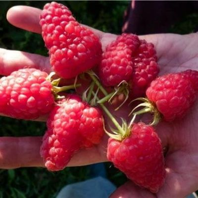 Малина Маросейка/Летняя Малина Маросейка/Летняя фото