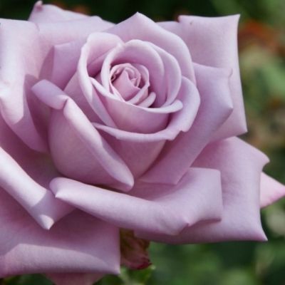 Роза Майнцнер Фастнахт Роза Майнцнер Фастнахт фото