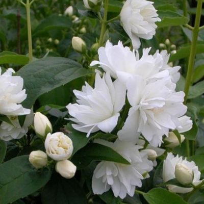 Чубушник Жирандоль фото