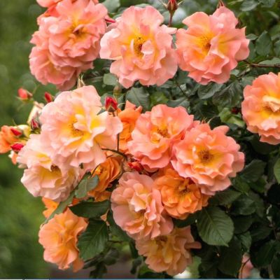 Роза Пич Меднесс Роза Пич Меднесс - Dolina-Sad.Ru