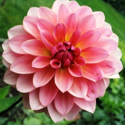 Георгина Грейт Сайленс - Dolina-Sad.Ru