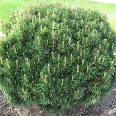 Сосна горная Гном фото