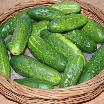 Огурец Ласточка F1 Огурец Ласточка F1 фото