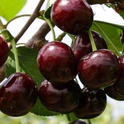 Черешня Ипуть Черешня Ипуть фото