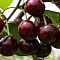 Черешня Ипуть Черешня Ипуть фото