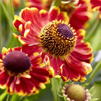 Гелениум Моерхейм Бьюти фото