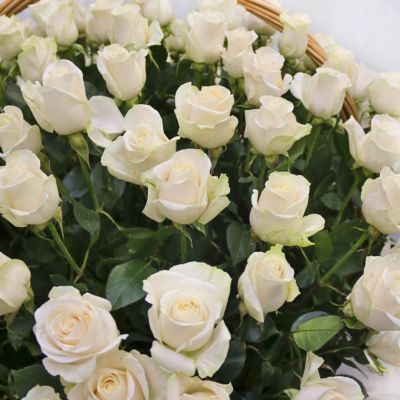 Роза Венделла - Dolina-Sad.Ru