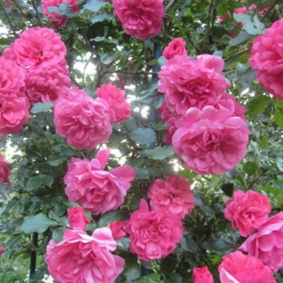 Роза Этюд Роза Этюд - Dolina-Sad.Ru