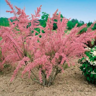 Тамарикс четырехтычинковый Тамарикс четырехтычинковый - Dolina-Sad.Ru