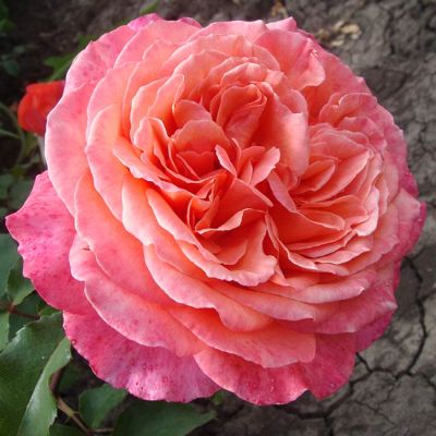 Роза Альбрехт Дюрер Роза Альбрехт Дюрер фото