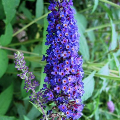 Буддлея Адонис Блю Буддлея Адонис Блю - Dolina-Sad.Ru