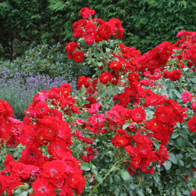 Роза Аустриана фото