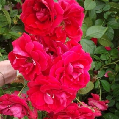 Роза Файя Лобби Роза Файя Лобби - Dolina-Sad.Ru