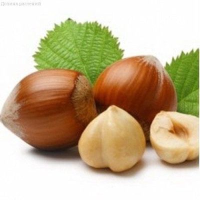 Фундук зеленолистный Шедевр Фундук зеленолистный Шедевр фото
