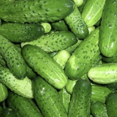 Огурец Маменькин любимчик F1 корнишон Огурец Маменькин любимчик F1 корнишон - Dolina-Sad.Ru