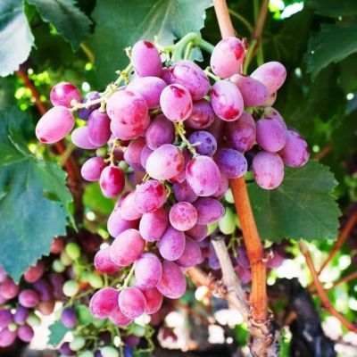Виноград Кинг Руби Виноград Кинг Руби фото