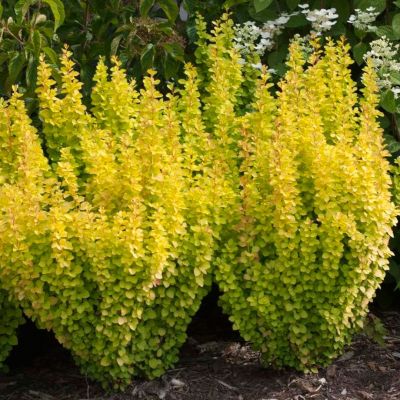 Барбарис Тунберга Голден Пиллар Барбарис Тунберга Голден Пиллар - Dolina-Sad.Ru