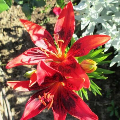 Лилия Строуберри Ивент Лилия Строуберри Ивент фото