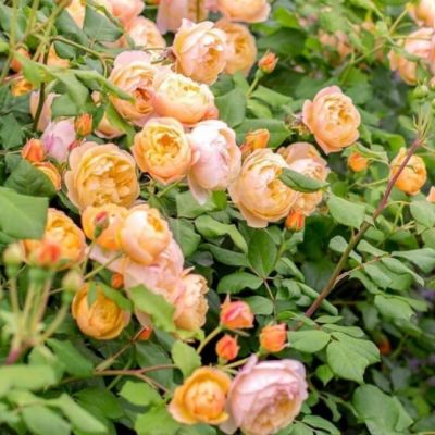 Роза Пич Меднесс Роза Пич Меднесс - Dolina-Sad.Ru