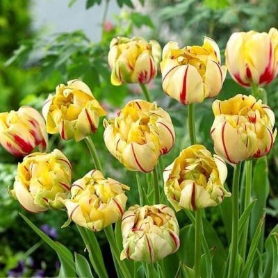 Тюльпан Гламур Юник фото