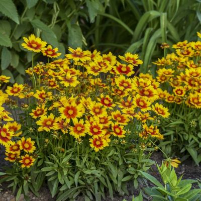 Кореопсис Аптик Голд энд Бронз Кореопсис Аптик Голд энд Бронз - Dolina-Sad.Ru