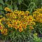 Кореопсис Аптик Голд энд Бронз Кореопсис Аптик Голд энд Бронз - Dolina-Sad.Ru
