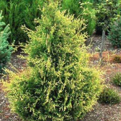 Туя западная Голден Тип, С3 - Dolina-Sad.Ru