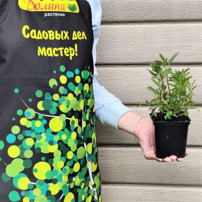 Вероника колосистая Роза Цверг , x Вероника колосистая Роза Цверг , x фото