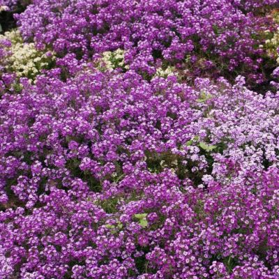 Лобулярия Фиолетовая королева Лобулярия Фиолетовая королева - Dolina-Sad.Ru