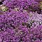 Лобулярия Фиолетовая королева Лобулярия Фиолетовая королева - Dolina-Sad.Ru