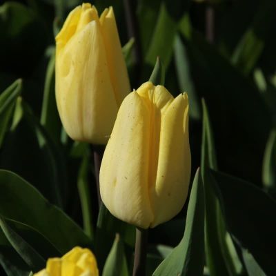 Тюльпан Санни Принц Тюльпан Санни Принц фото