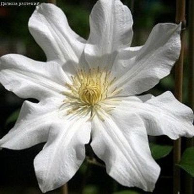 Клематис Токи Клематис Токи фото