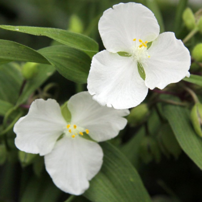 Традесканция Андерсона Инносенс Традесканция Андерсона Инносенс фото