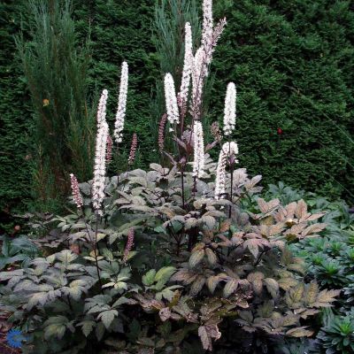 Воронец простой Брюннет - Dolina-Sad.Ru