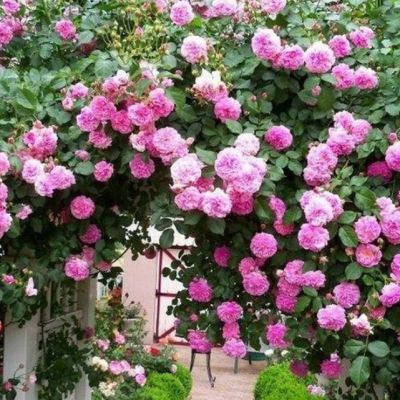 Роза Лавендер Лэсси Роза Лавендер Лэсси - Dolina-Sad.Ru