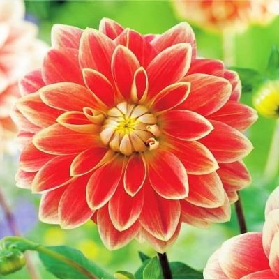 Георгина Гарден Фестиваль фото