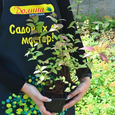 Спирея японская Файерлайт, С3 Спирея японская Файерлайт, С3 - Dolina-Sad.Ru