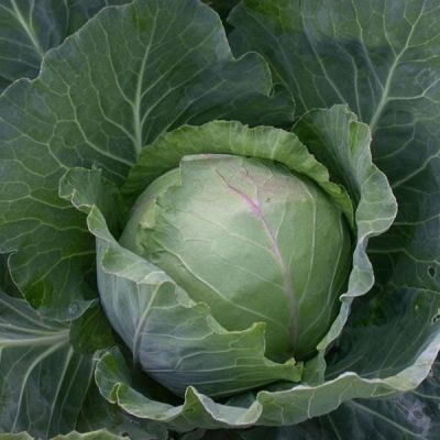 Капуста белокочанная Славянка Капуста белокочанная Славянка фото